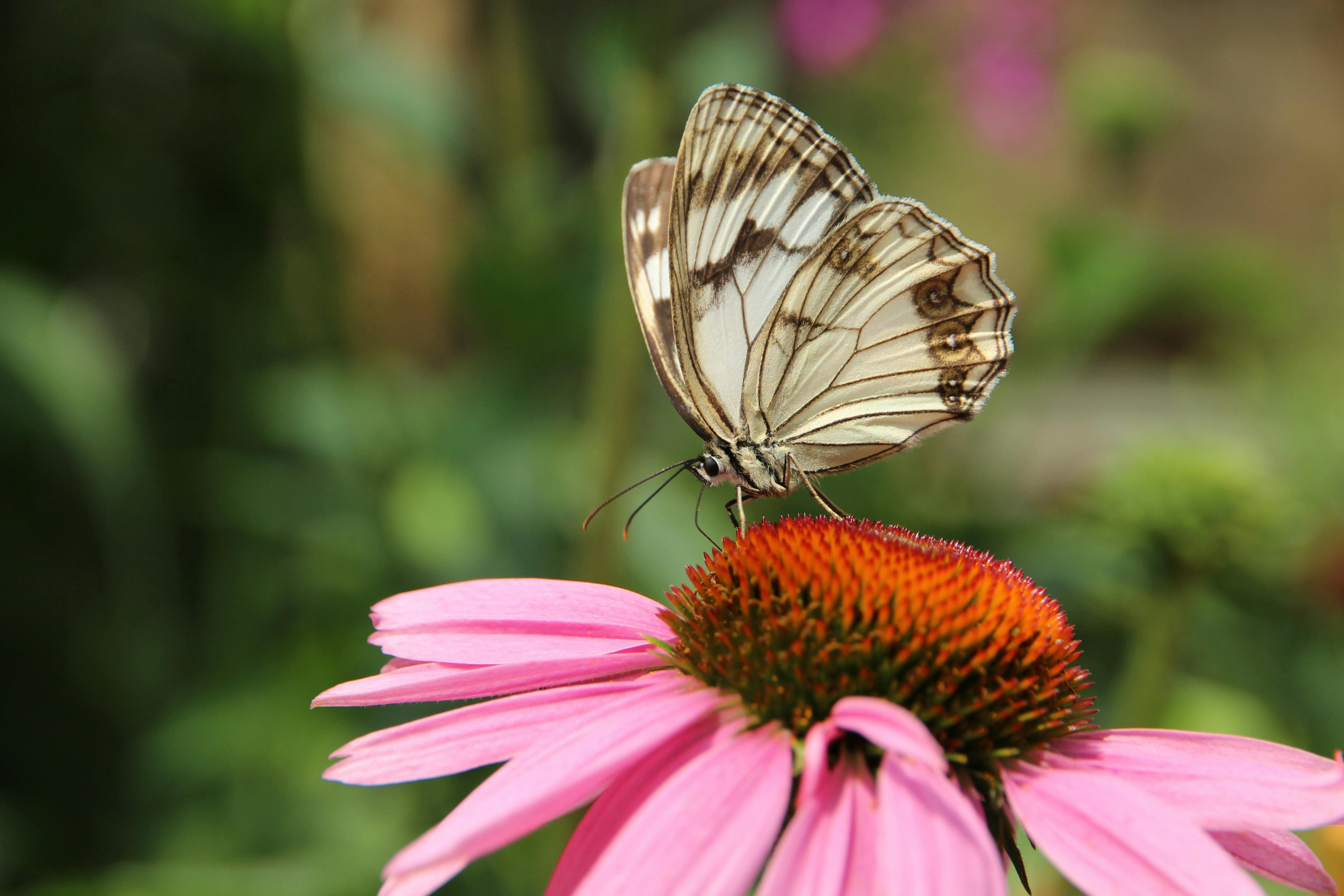 Butterfly on a coneflower